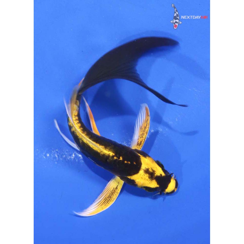 4.5” Imported Kin Kikokuryu Butterfly Koi