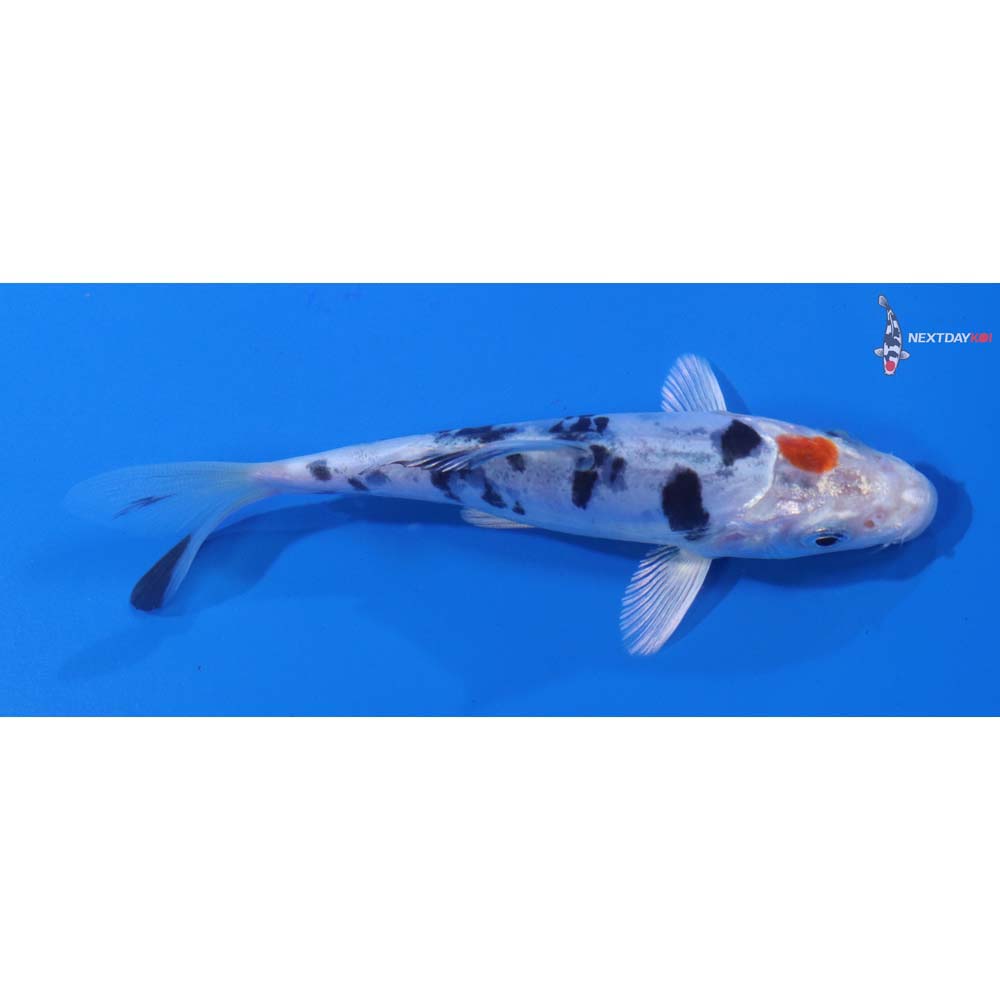 4” Imported Heisei Nishiki
