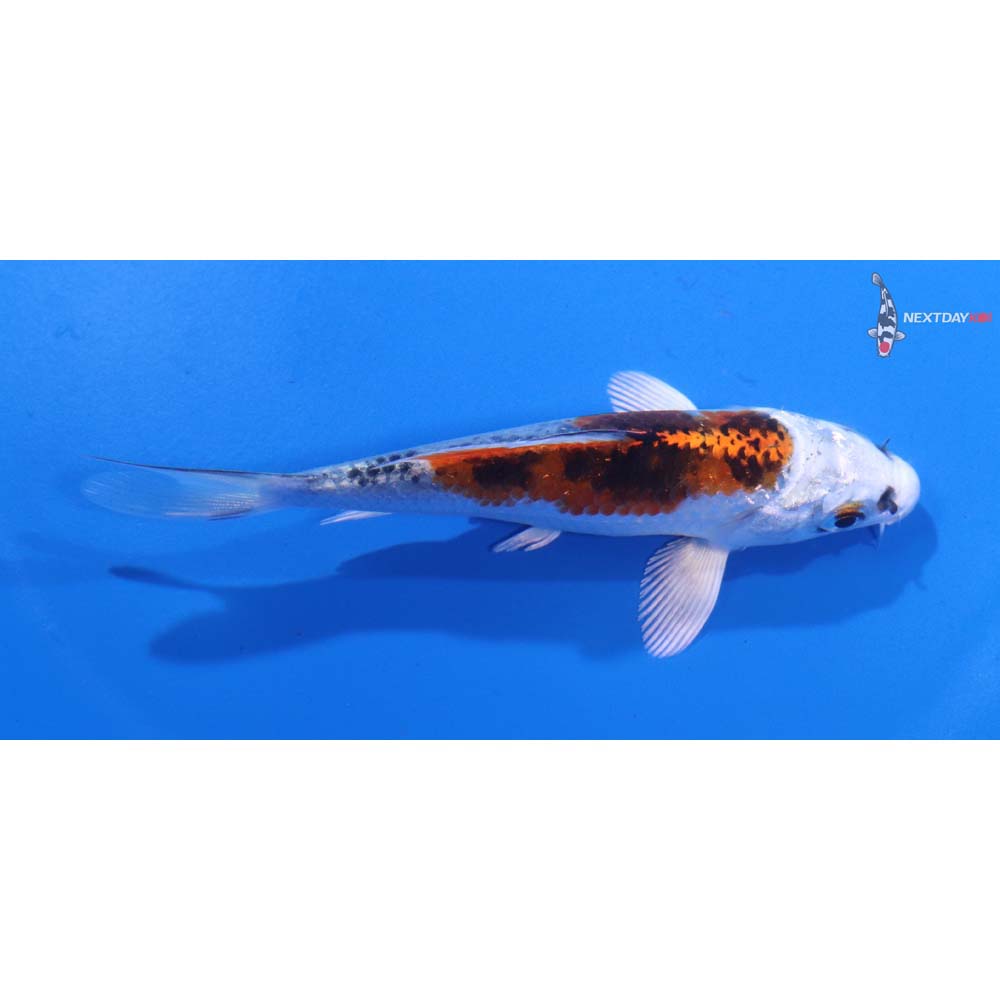 4” Imported Kujaku