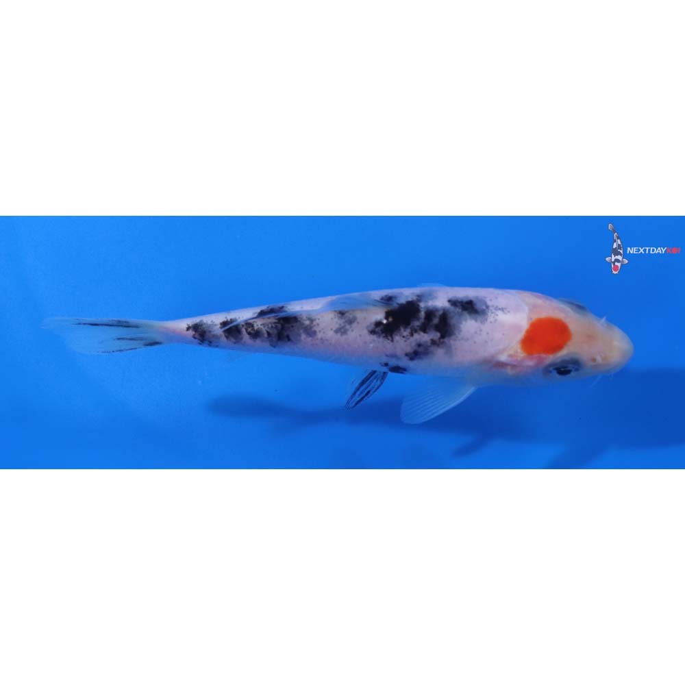 4” Imported Sanke