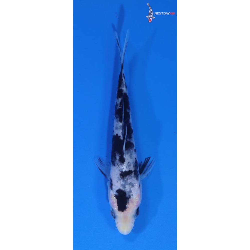 4” Imported Shiro Bekko