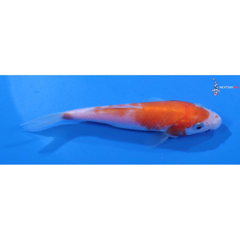 4.5” Imported Kohaku