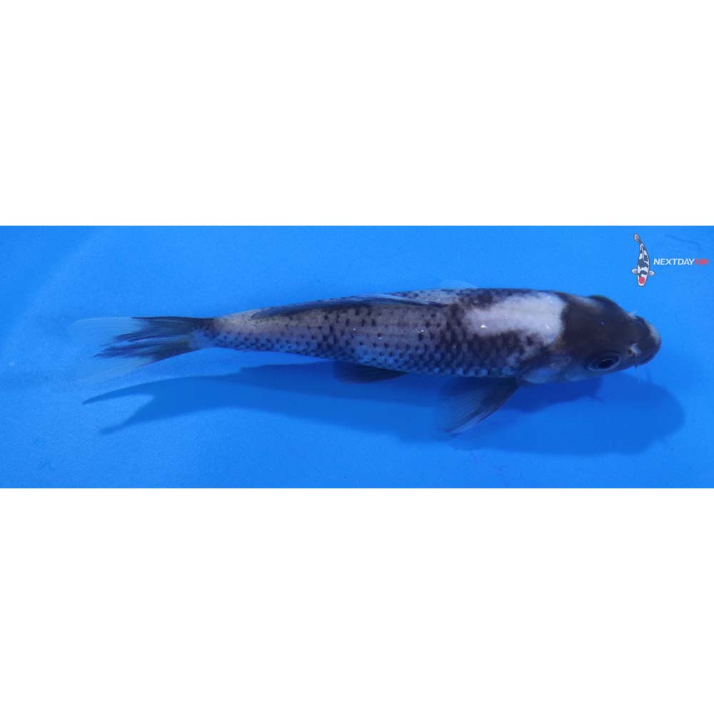 4.5” Imported Matsukawabakke