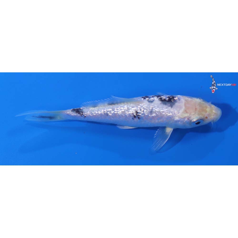 4.5” Imported Gin Rin Shiro Bekko