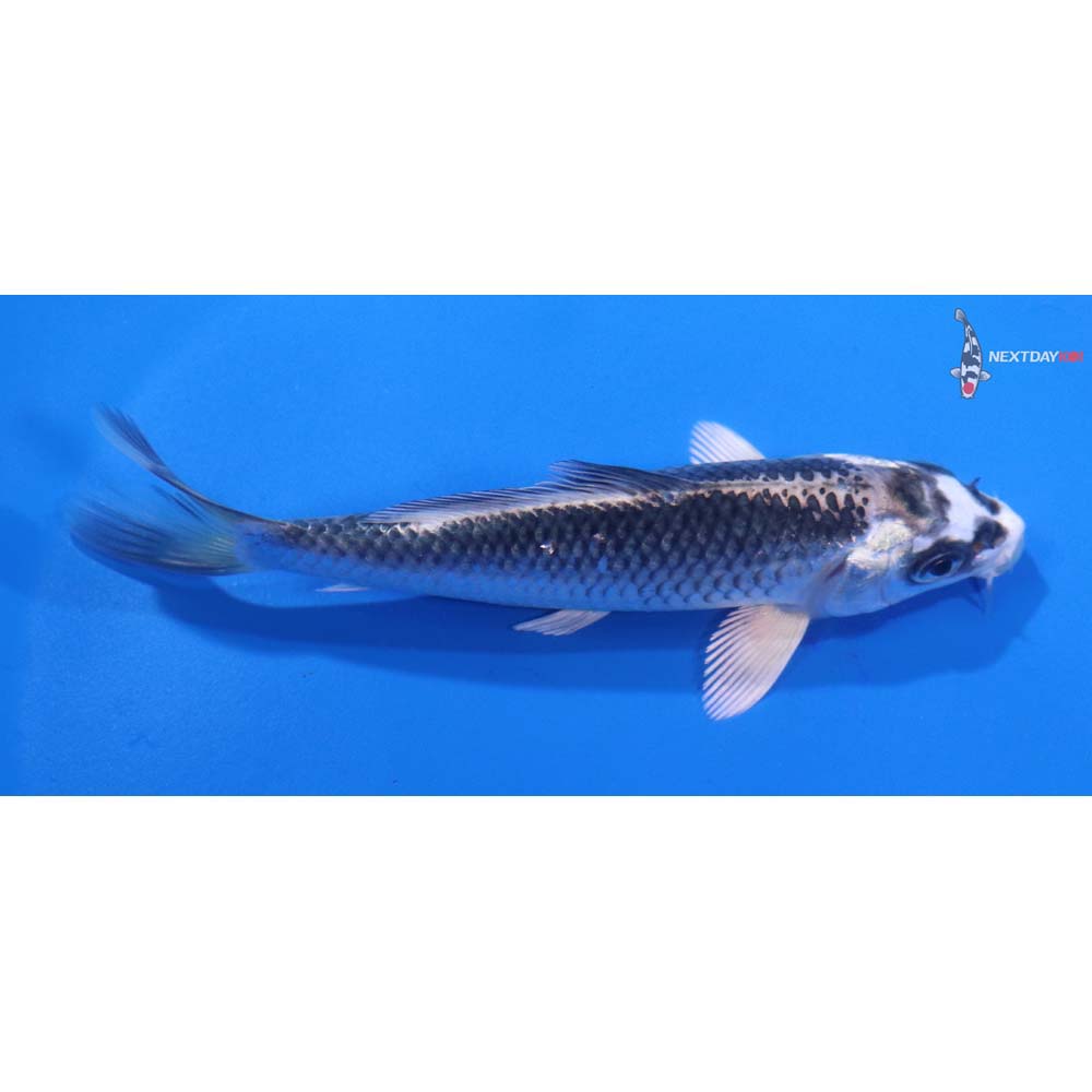4.5” Imported Gin Matsuba