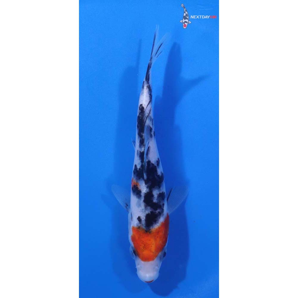 4.5” Imported Sanke