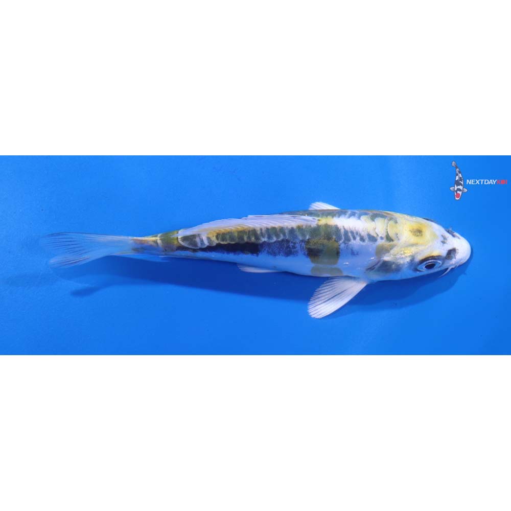 5” Imported Doitsu Kujaku