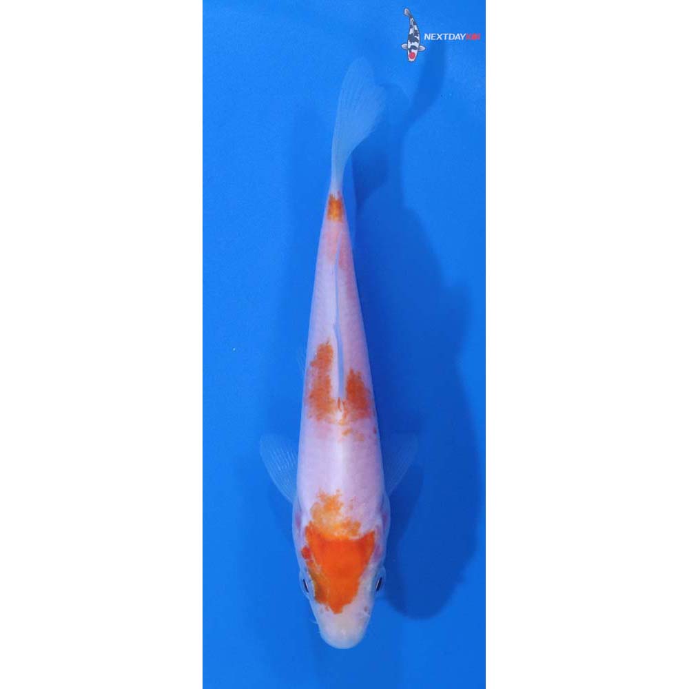 4” Imported Kohaku