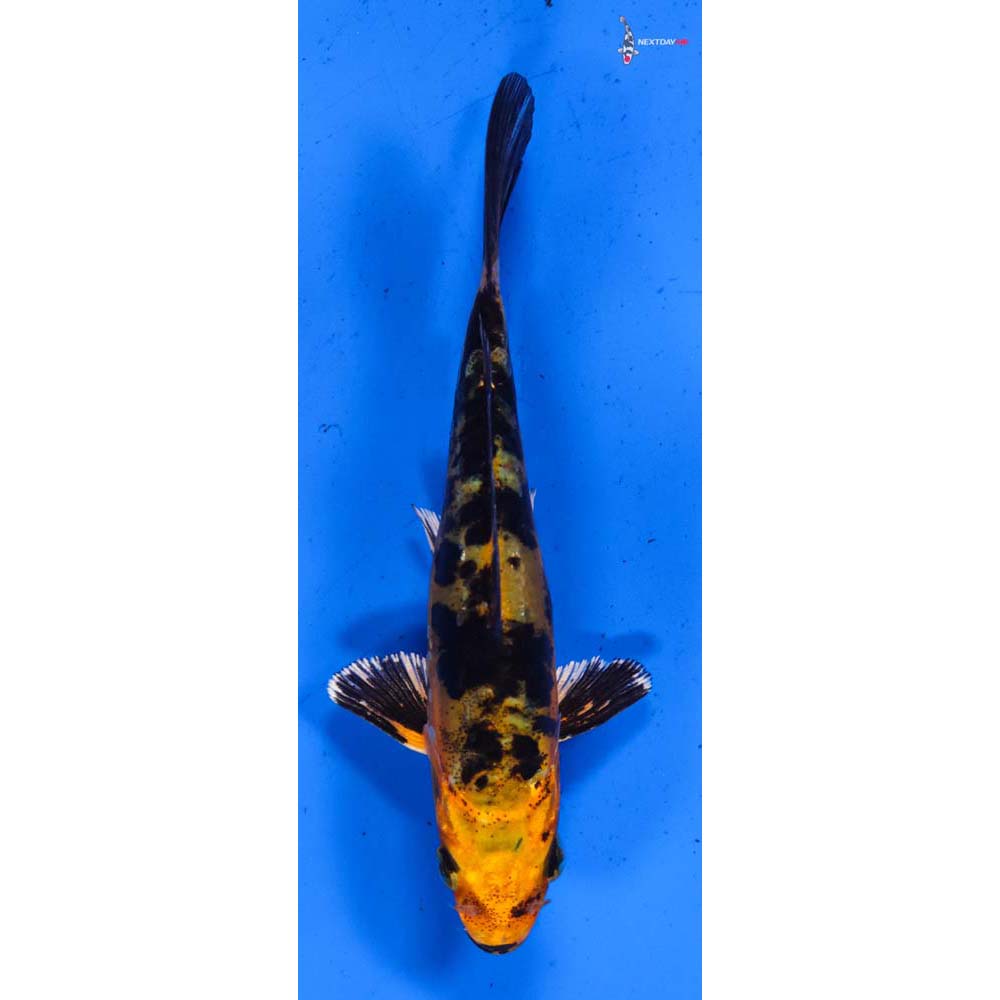 4” Imported Doitsu Kin Aka Bekko