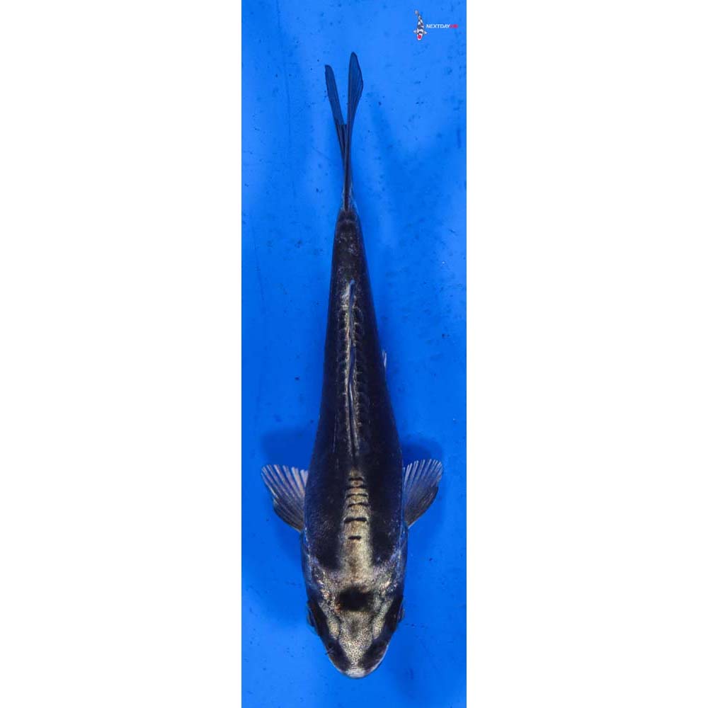 4” Imported Kikokuryu