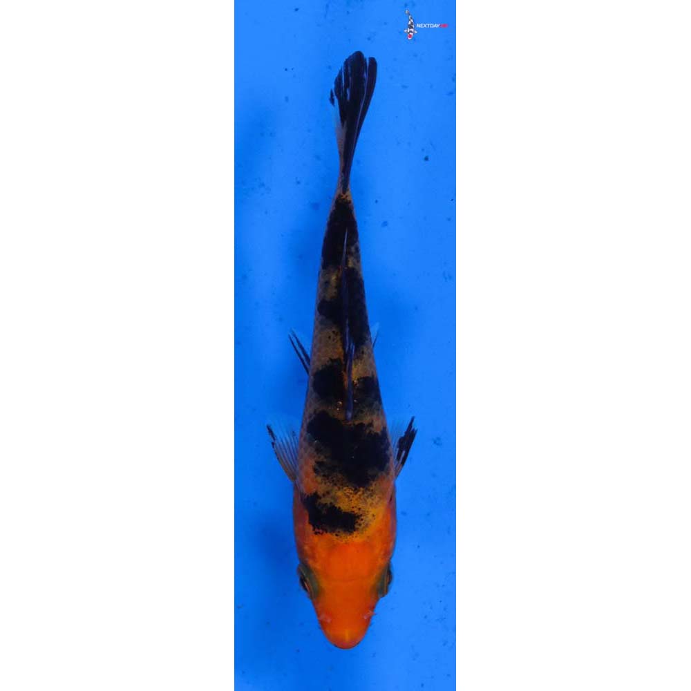 3.5” Imported Aka Bekko