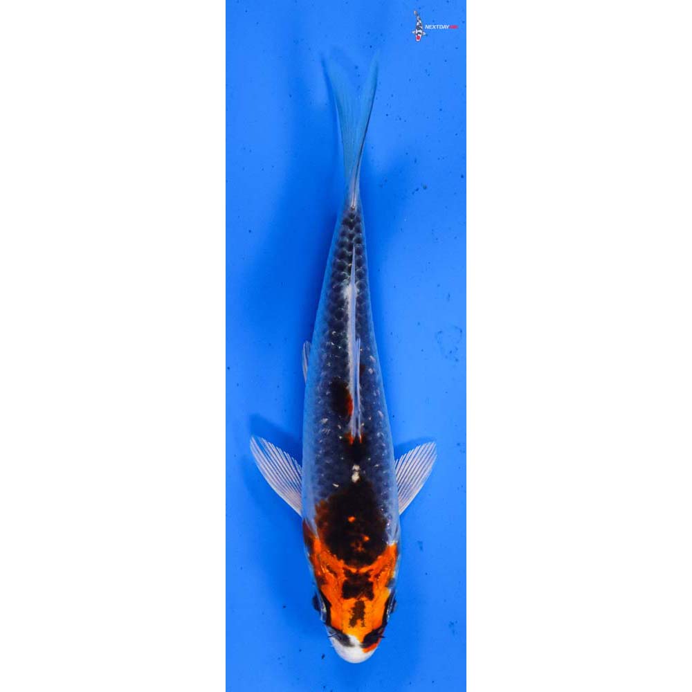 4” Imported Kujaku