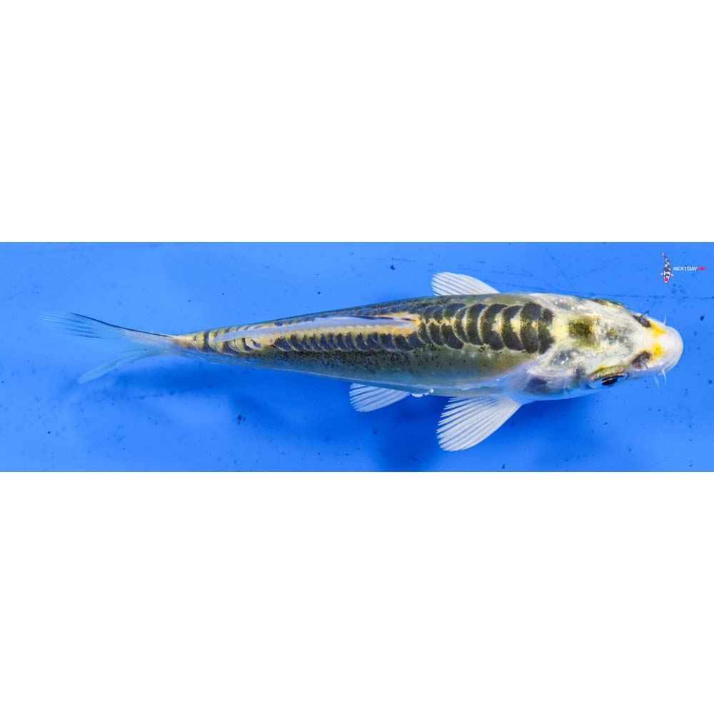 4” Imported Doitsu Kujaku