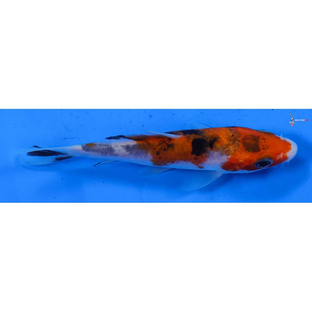 4” Imported Sanke