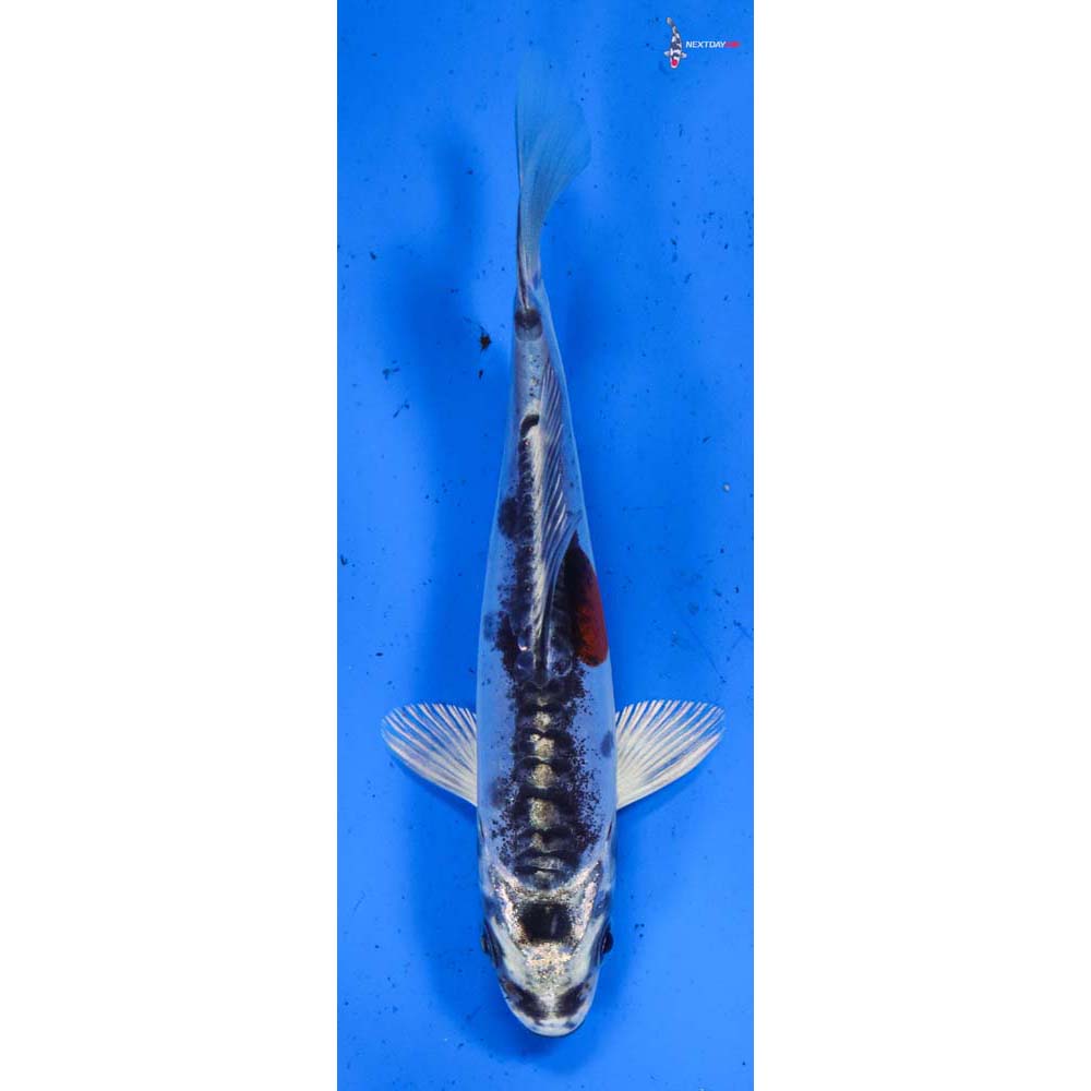 4.5” Imported Doitsu Kujaku