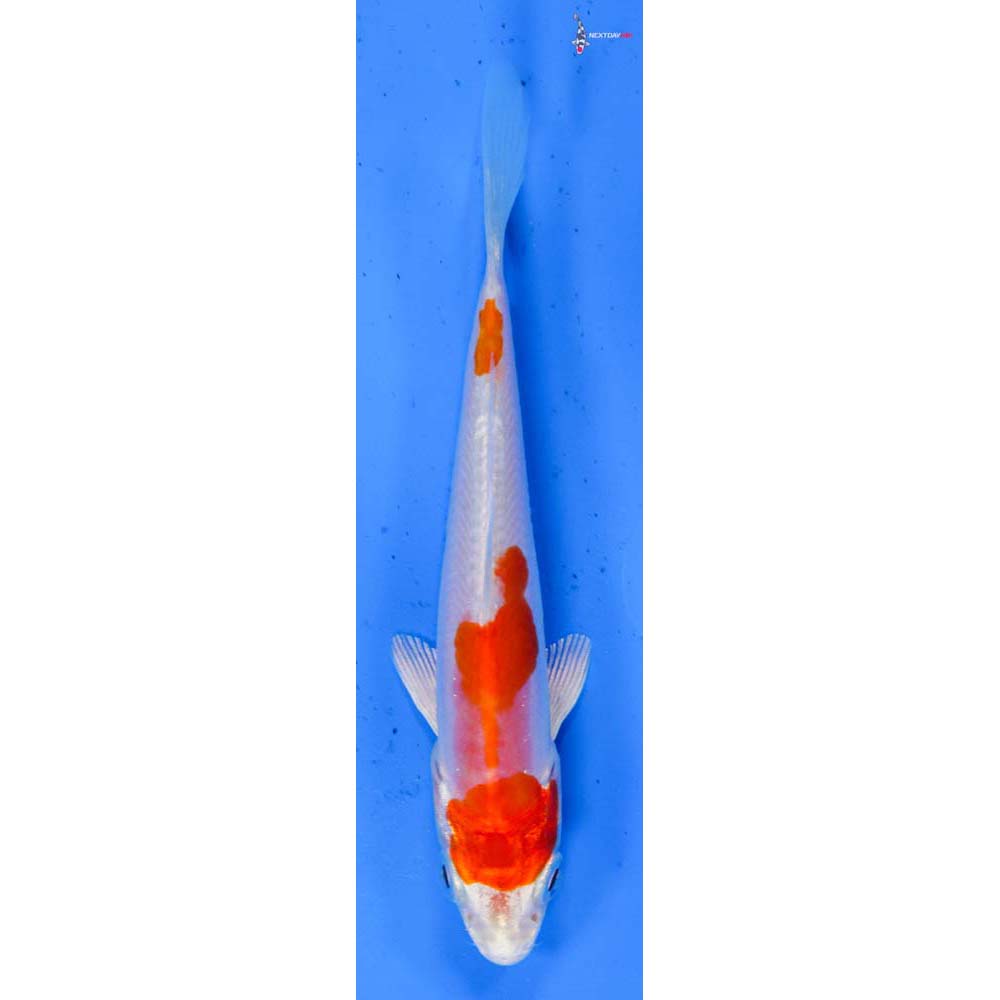4.5” Imported Kikusui