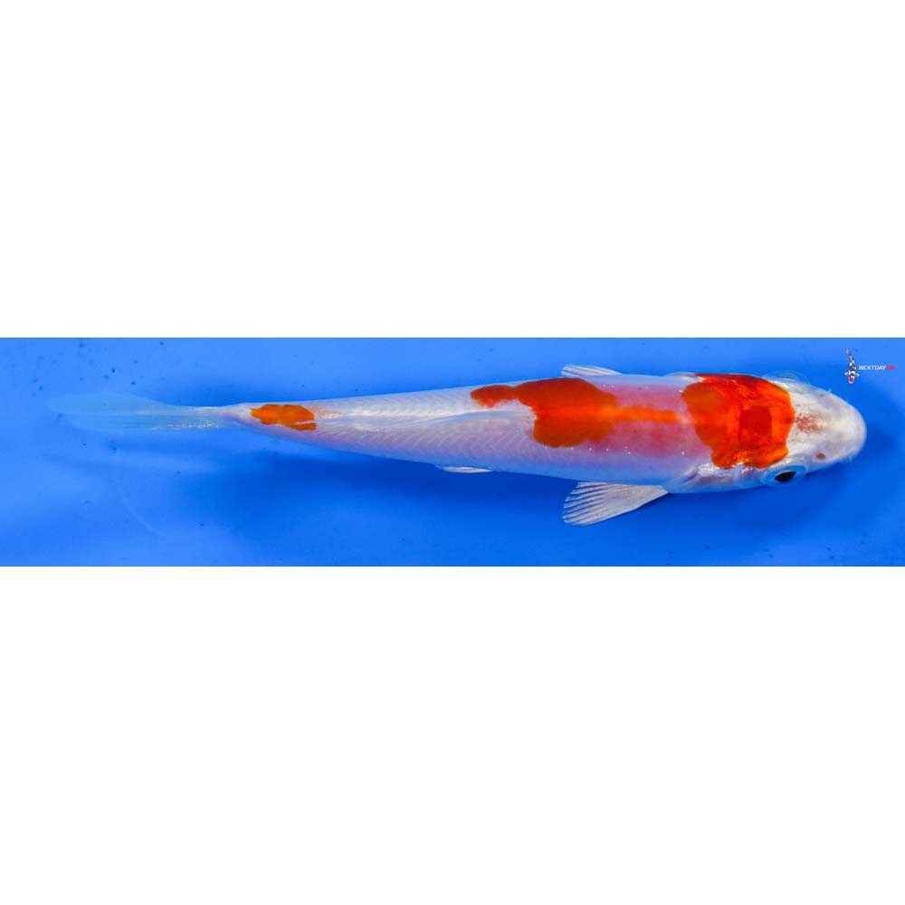 4.5” Imported Kikusui