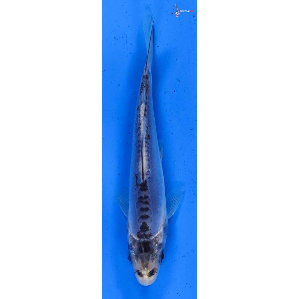 4.5” Imported Shusui