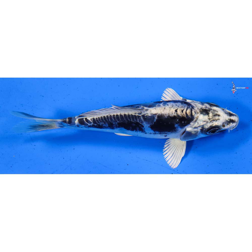 5” Imported Kikokuryu