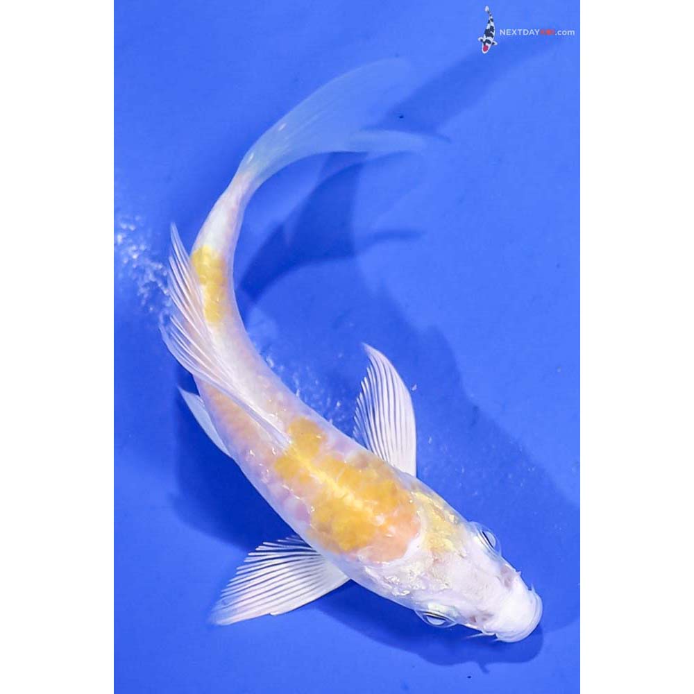 4” Imported Armor Scaled Lemon Hariwake Butterfly Koi