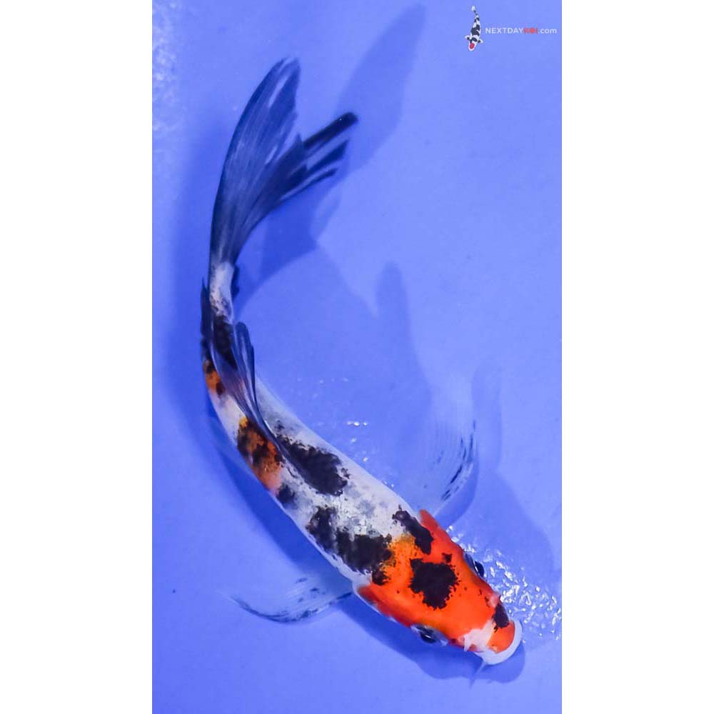 4” Imported Sanke Butterfly Koi