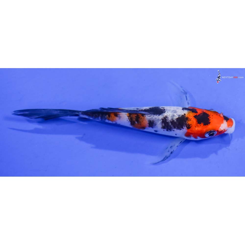 4” Imported Sanke Butterfly Koi