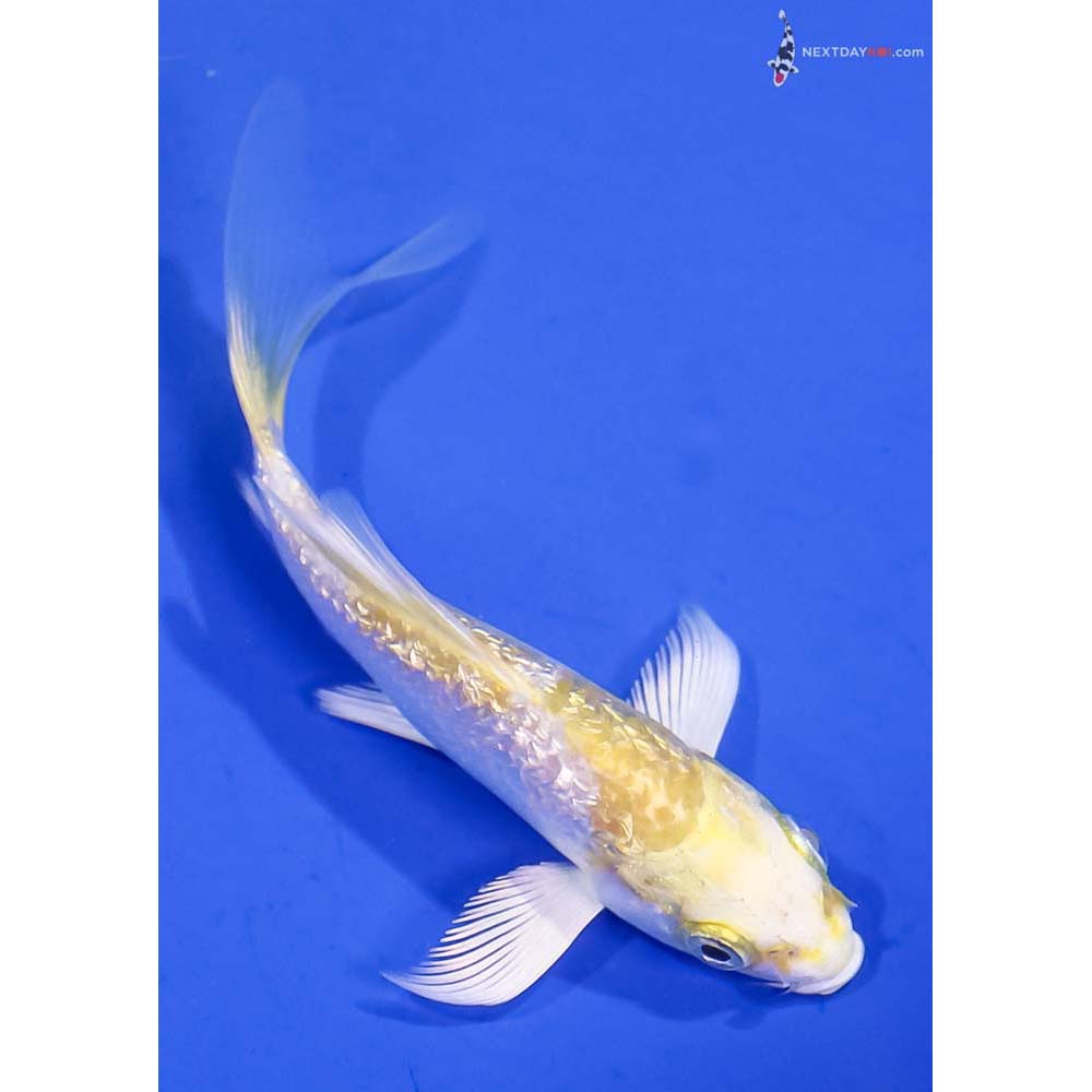 4” Imported Gin Rin Lemon Hariwake Butterfly Koi