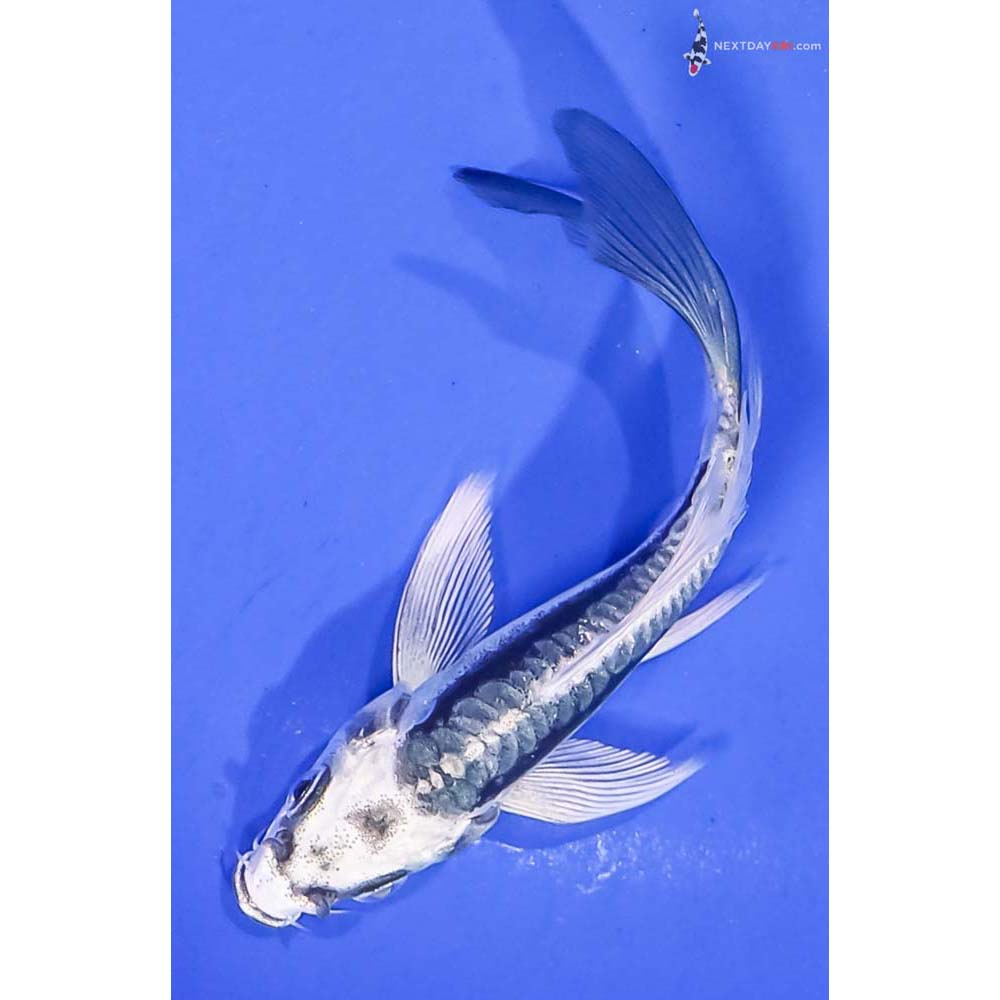 4” Imported Kikokuryu Butterfly Koi
