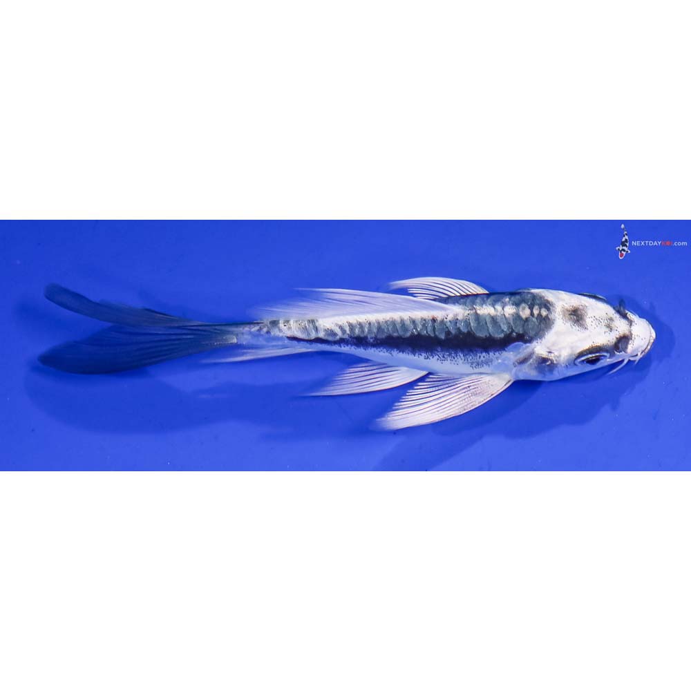 4” Imported Kikokuryu Butterfly Koi