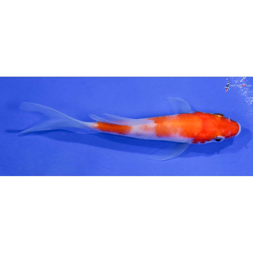 3.5” Imported Kohaku Butterfly Koi