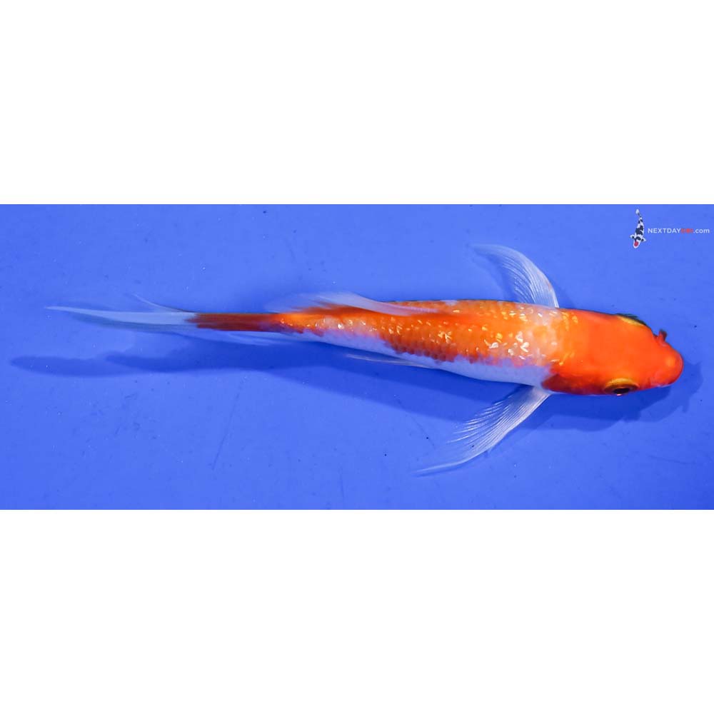 4” Imported Gin Rin Hariwake Butterfly Koi