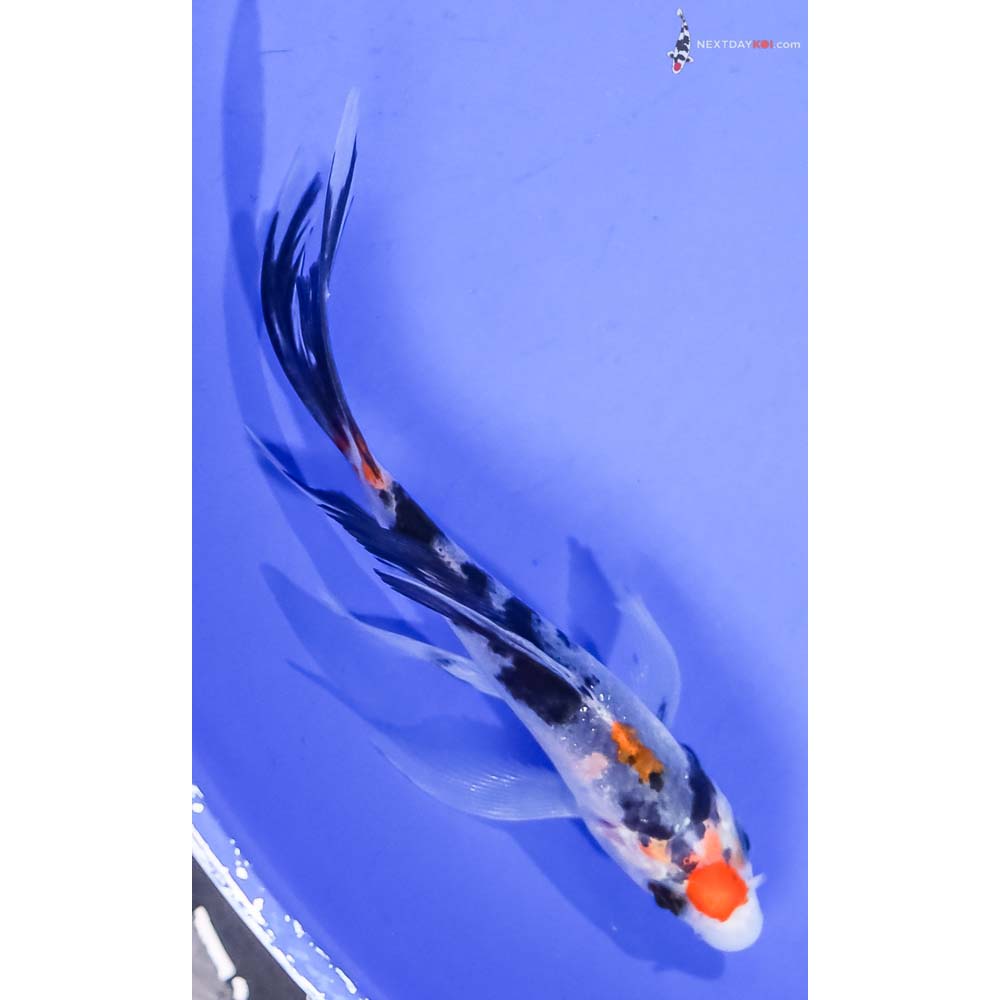 4” Imported Sanke Butterfly Koi