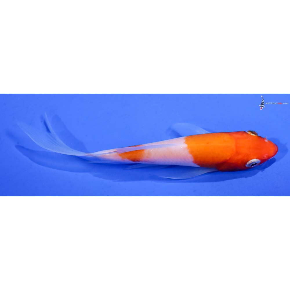 4” Imported Kohaku Butterfly Koi