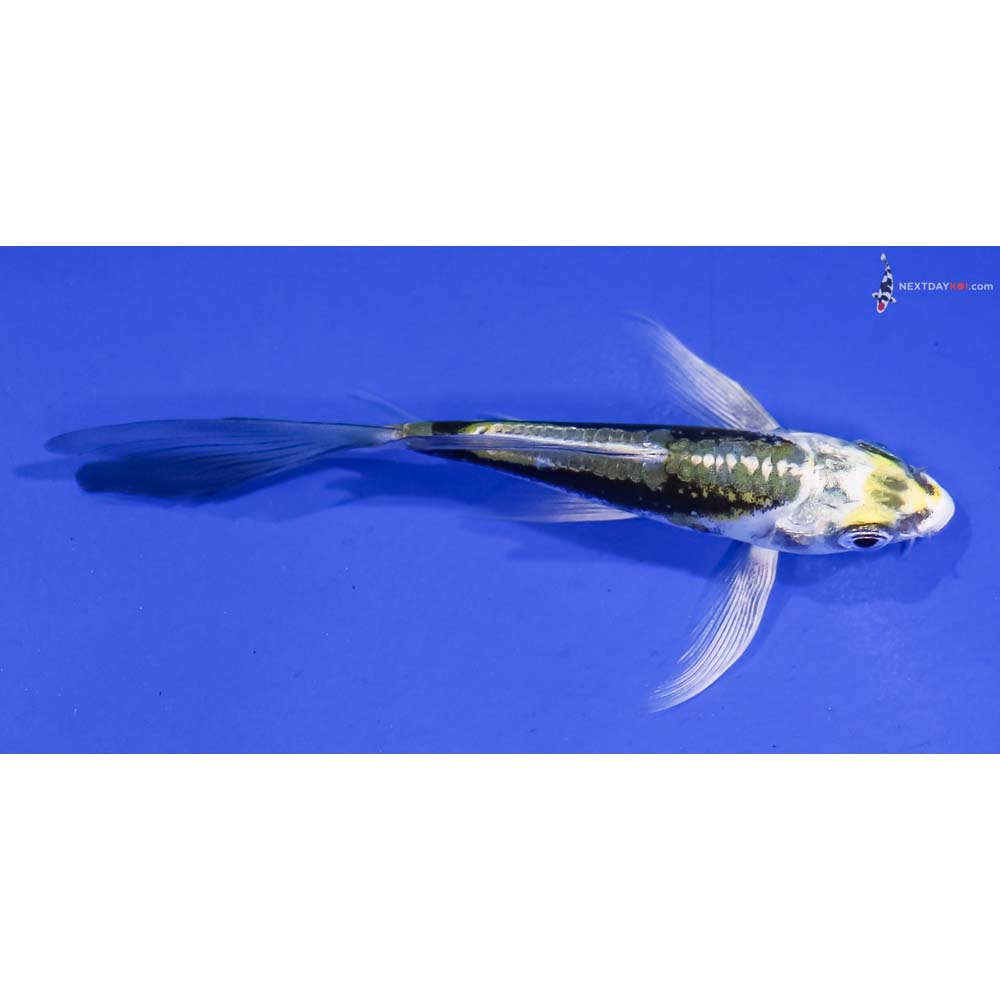 4” Imported Kin Kikokuryu Butterfly Koi