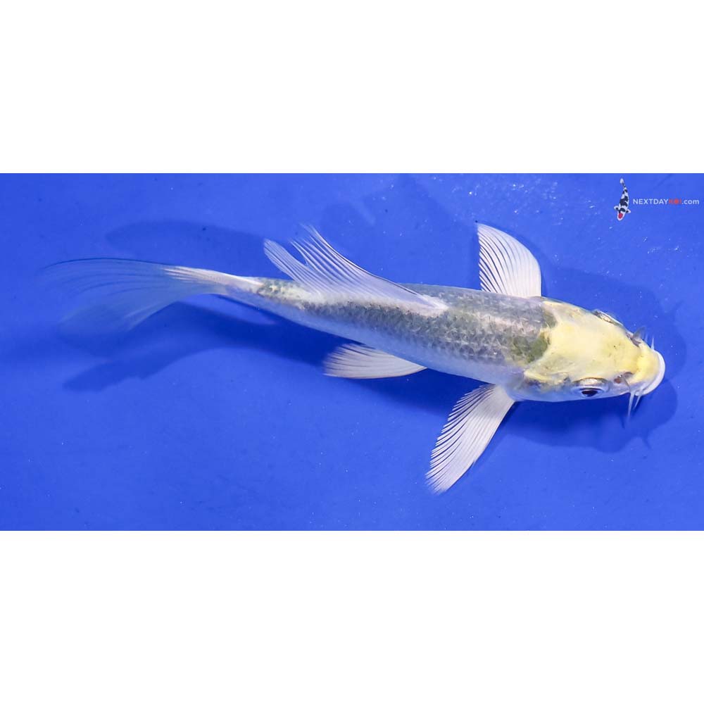 4” Imported Kujaku Butterfly Koi