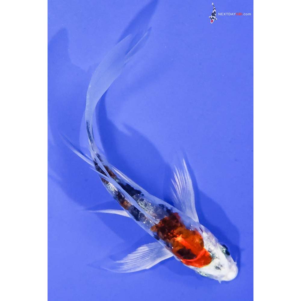 4.5” Imported Heisei Nishiki Butterfly Koi