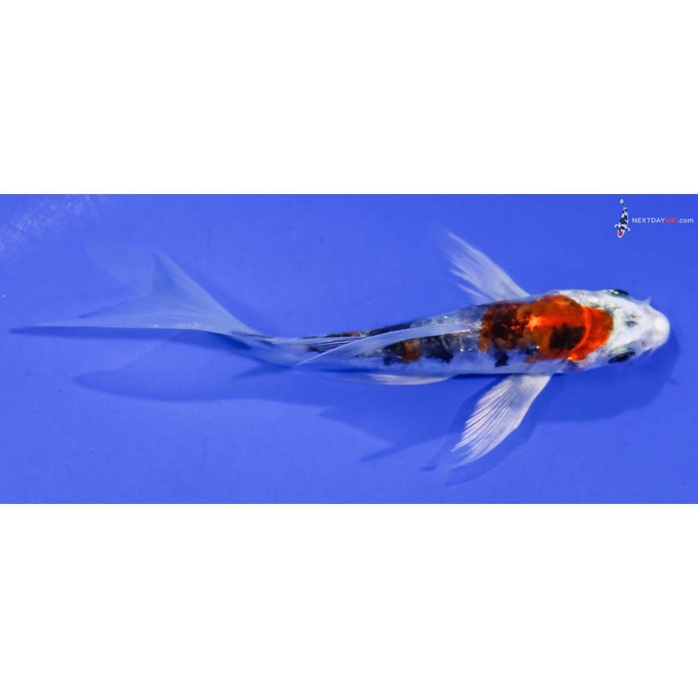 4.5” Imported Heisei Nishiki Butterfly Koi