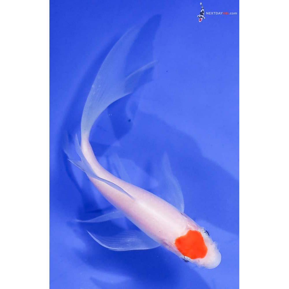 4.5” Imported Kohaku Butterfly Koi