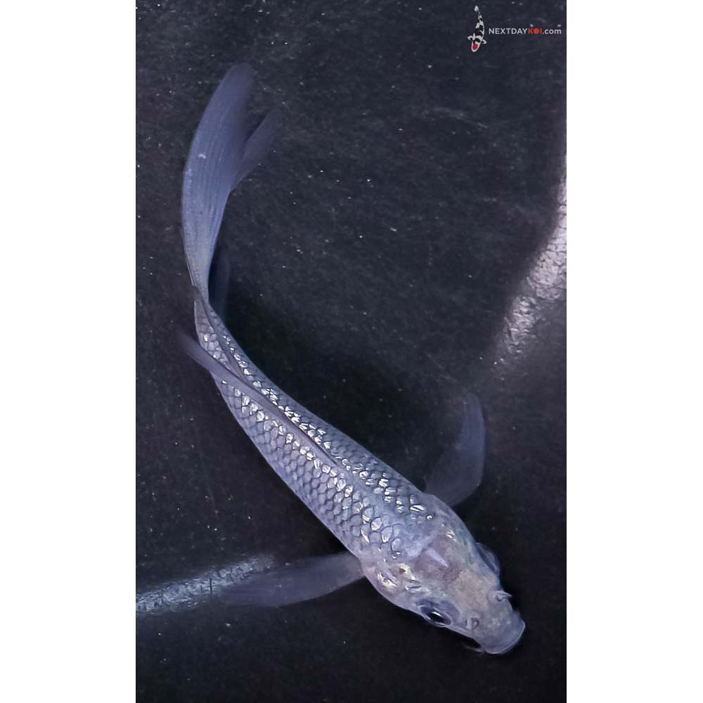 3.5” Imported Gin Rin Soragoi Butterfly Koi