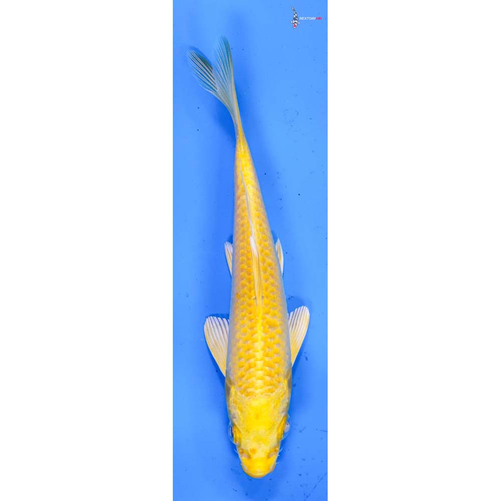5” Imported Yamabuki Ogon