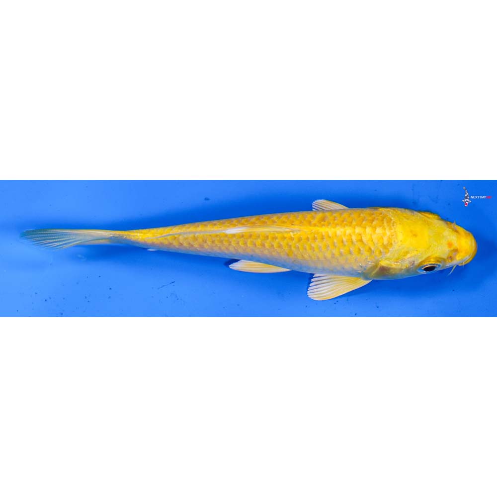 5” Imported Yamabuki Ogon