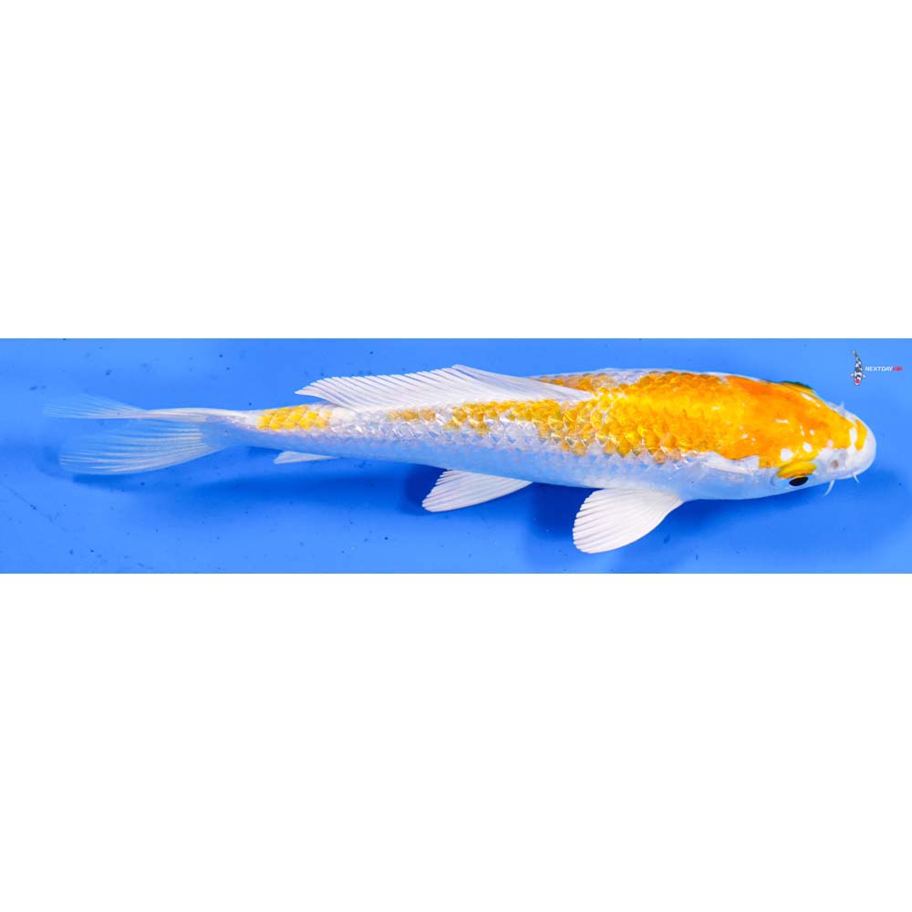 5.5” Imported Gin Rin Lemon Hariwake