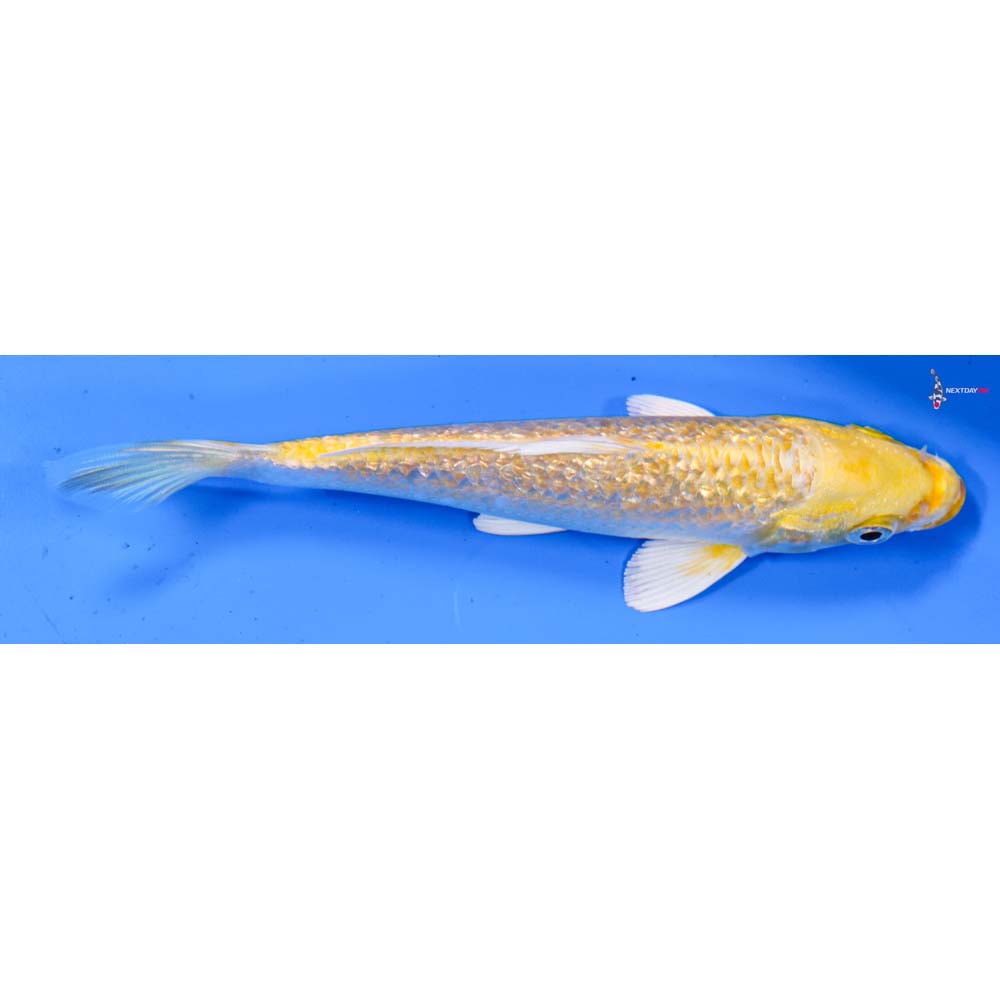 5.5” Imported Gin Rin Yamabuki Ogon