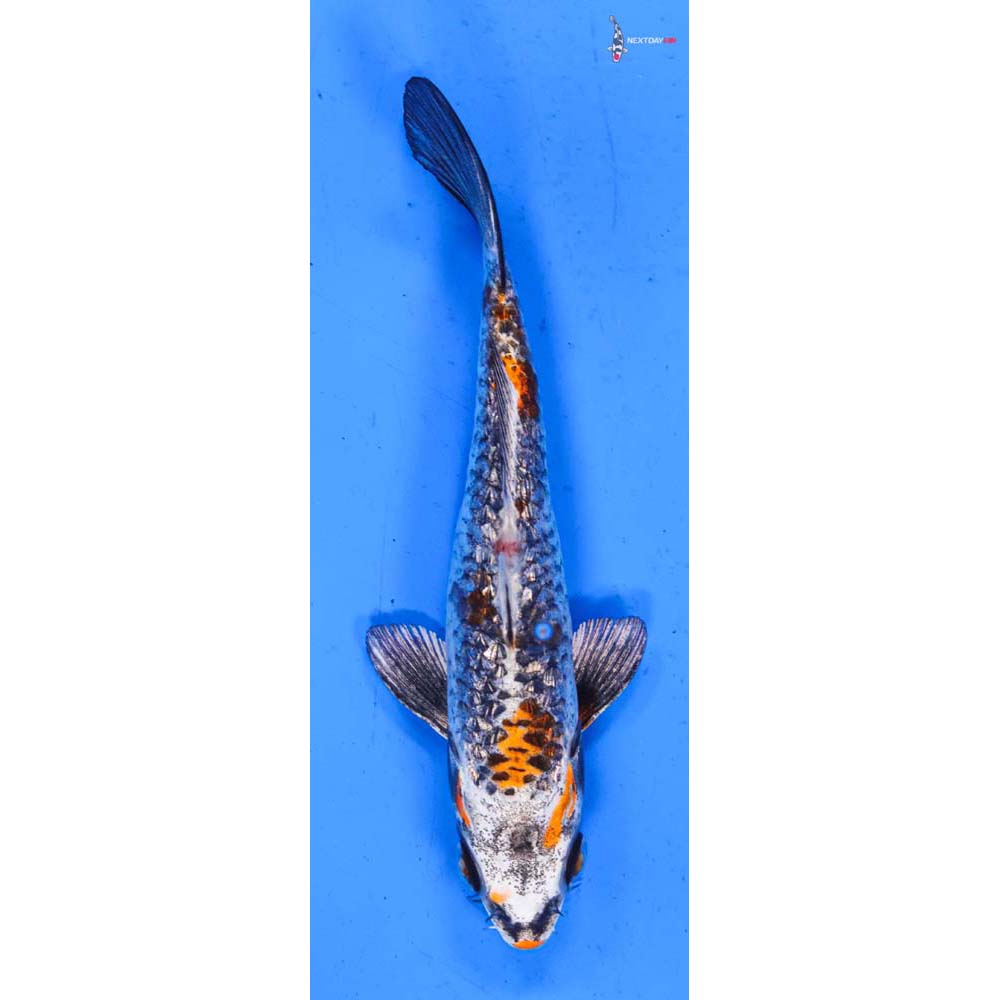 5.5” Imported Gin Rin Kujaku