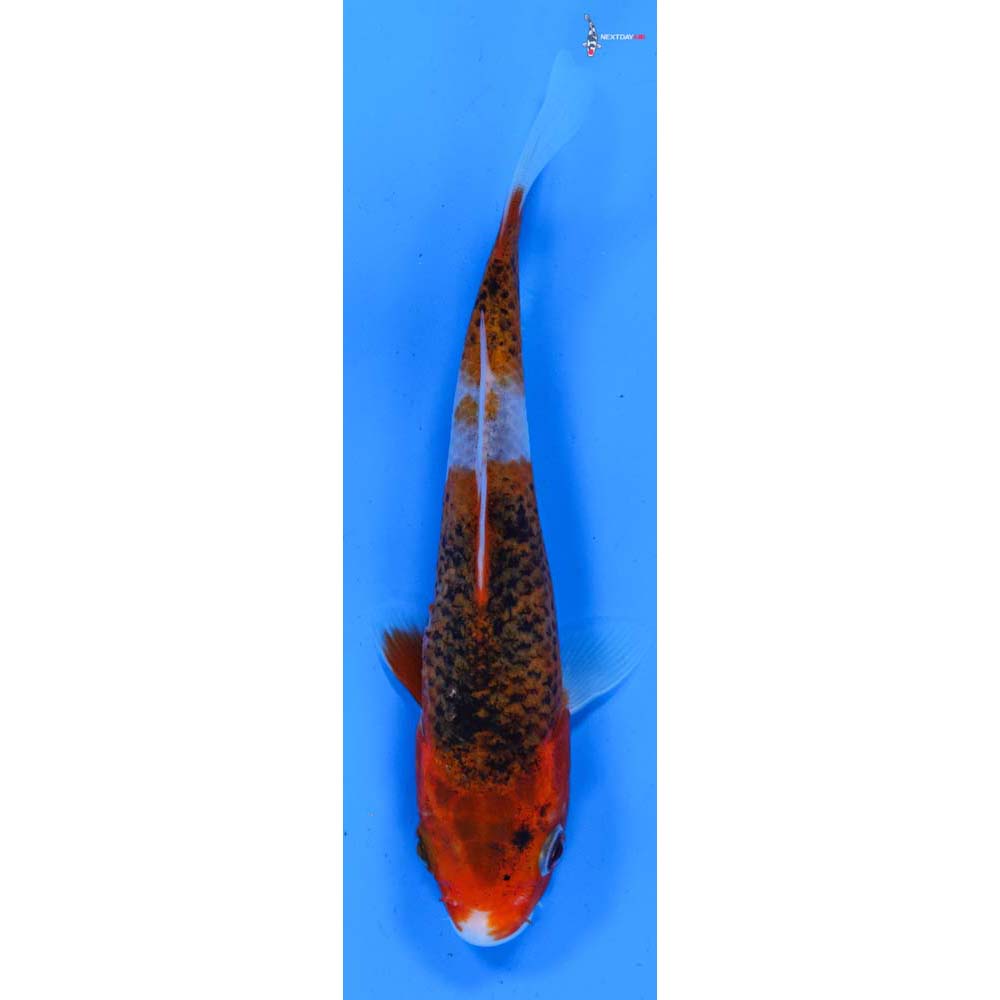 5.5” Imported Goshiki