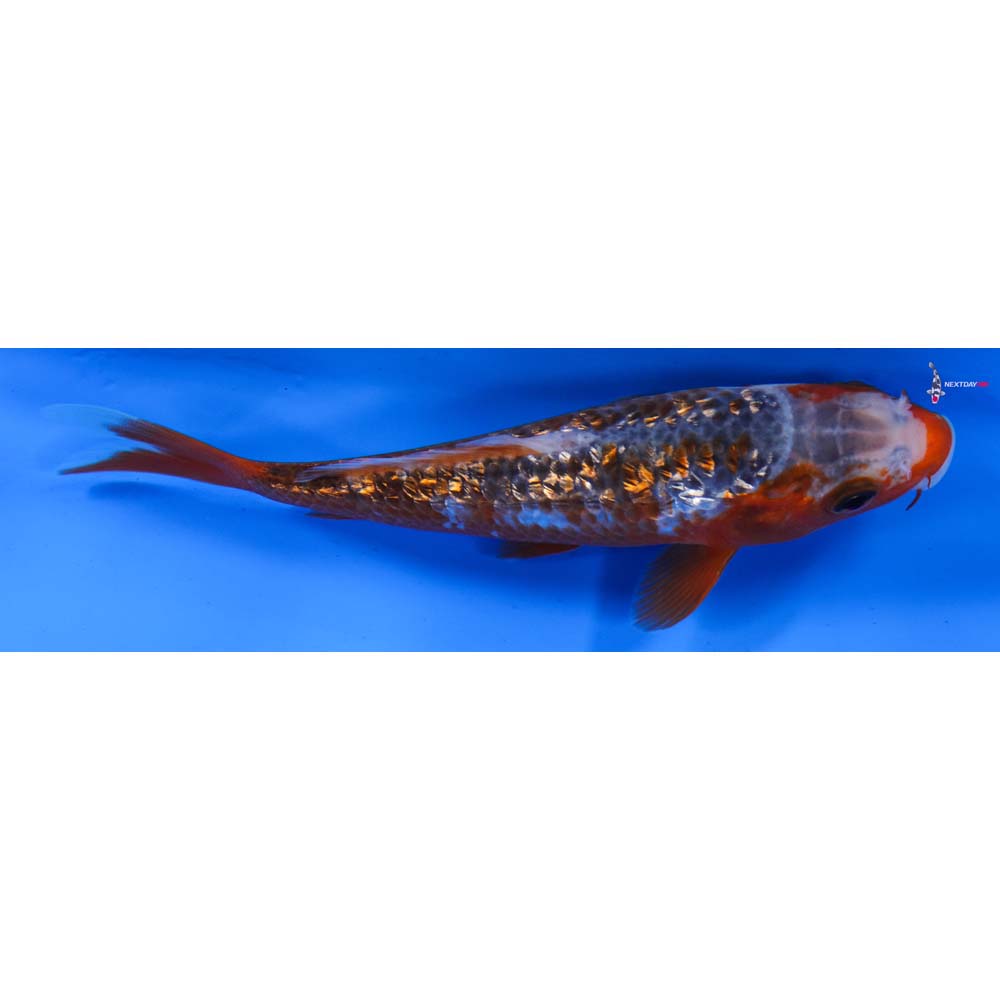 5.5” Imported Gin Rin Asagi