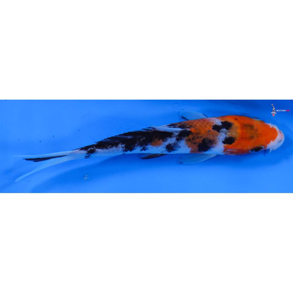 5.5” Imported Sanke