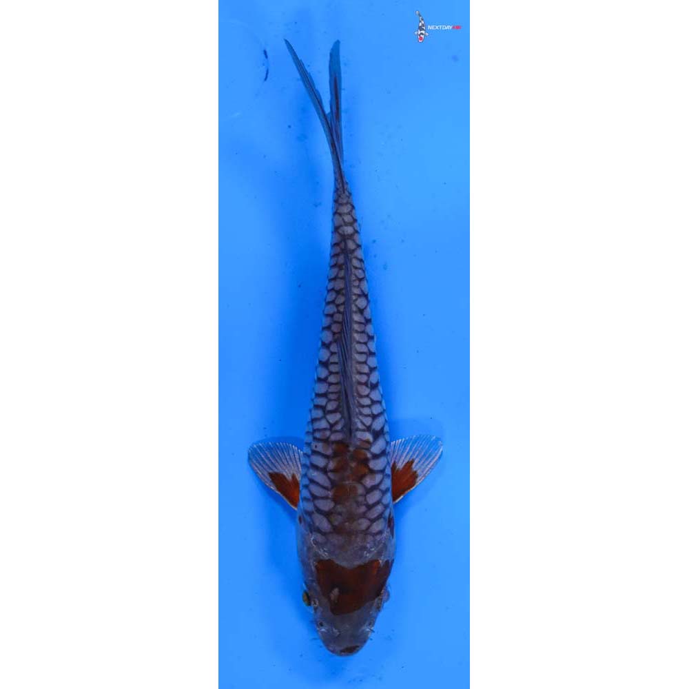 5.5” Imported Ochiba Shigure