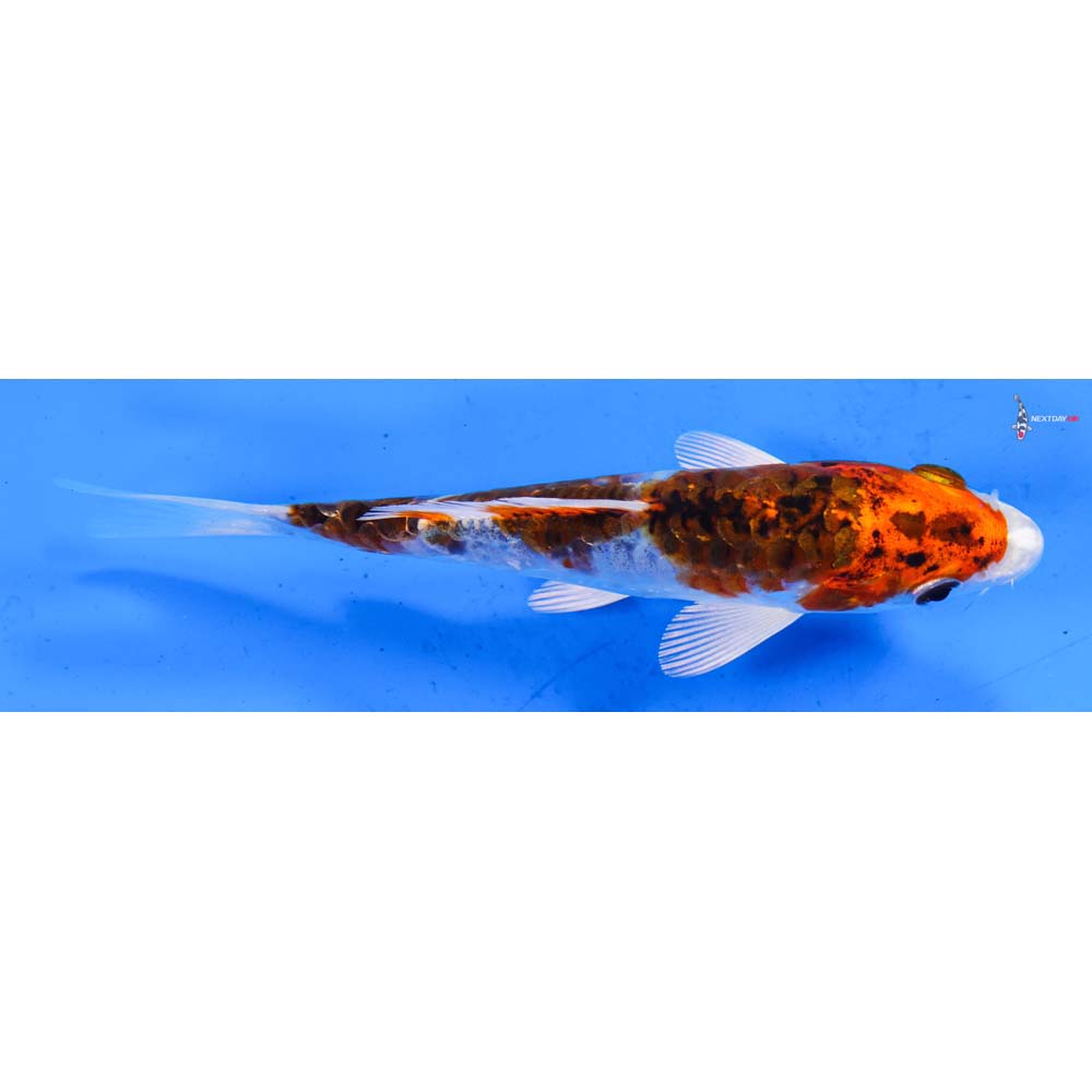 6” Imported Heisei Nishiki