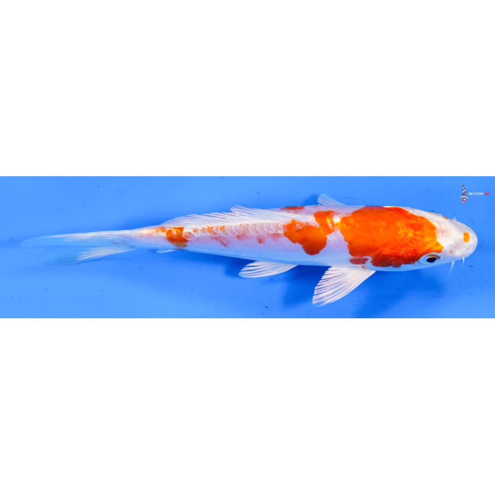 6.5” Imported Kikusui